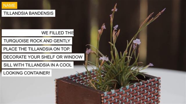 Tillandsia bandensis смотреть онлайн