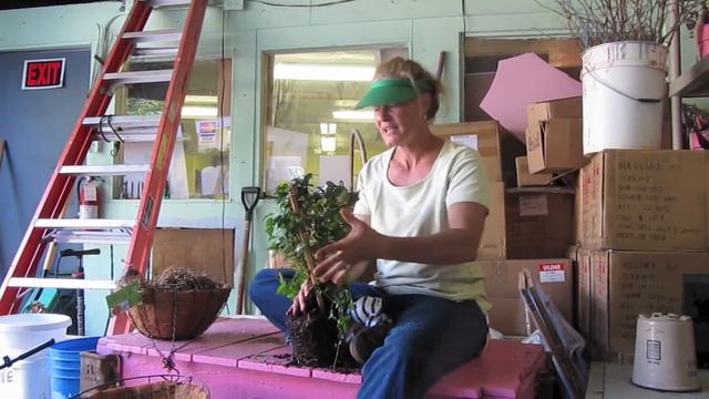 Choosing A Trellis смотреть онлайн