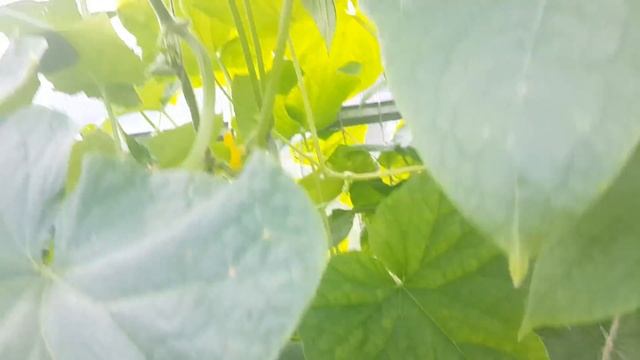 Огурец Мирабелл F1 Суперурожайный! смотреть онлайн