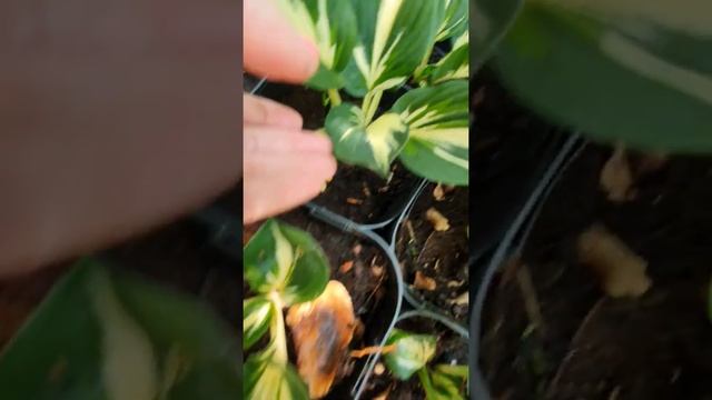 хоста СТИНГ #хосты #купитьхосты #хостомания #хостыпочтой смотреть онлайн