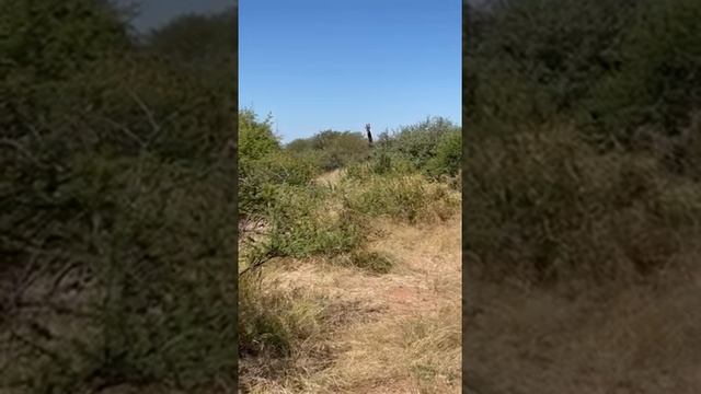 Казахи охотятся на жирафа смотреть онлайн