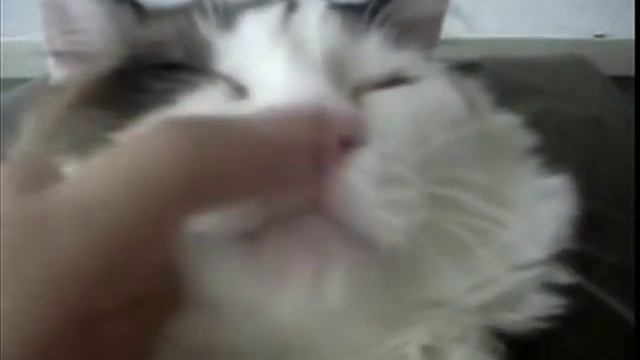 Как заставить кошку чихнуть How to make a cat sneeze смотреть онлайн
