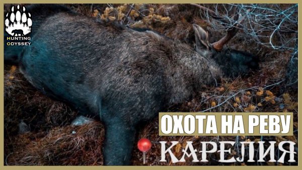 Охота на реву 2020, добытый лось и Dedal Venator 640