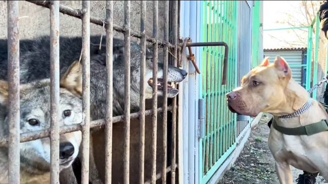 Лицом к Лицу! Питбуль Граф и Донецкий Волк смотреть онлайн