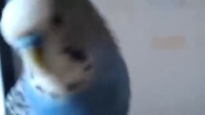 говорит Кеша.mp4