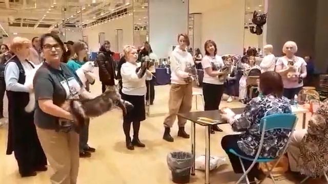 Бэст 2 дня выставки кошек в городе Перми! 30.10.22г.? смотреть онлайн