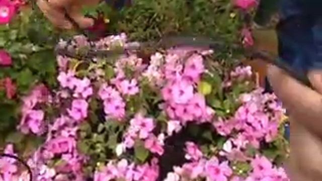 Bricomanía Jardinería: Sistema de riego por goteo смотреть онлайн