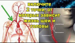 Беспокоит шея, мозг голодает без свежей крови? Включите две точки: К27 и сонный гломус
