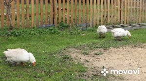 Сколько гусыня Линда сносит Яиц за сезон/ Как и когда выпускать гусят на прогулку