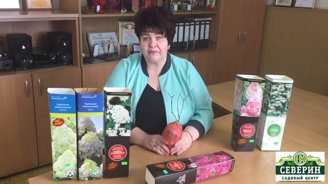 Гортензия: посадка, уход, обрезка смотреть онлайн