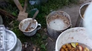 Мой заработок на вьетнамских свиньях (Разведение поросят￼)￼