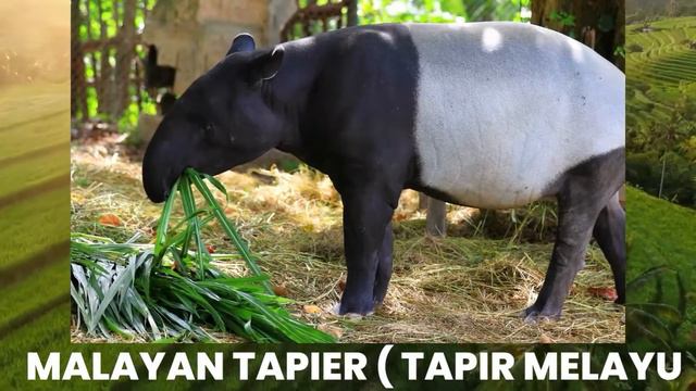 Animals For Children | Animals in the ZOO | Zebra, Rabbit, Cow смотреть онлайн