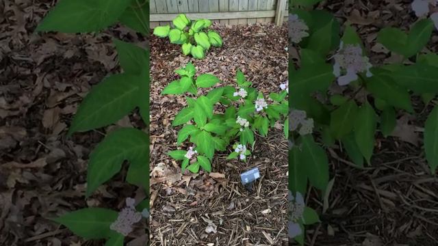 Hydrangea Happy Hour Tour смотреть онлайн