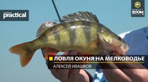 Ловля окуня на мелководье.  Алексей Ивашков