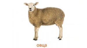 Карточки Домана Домашние животные