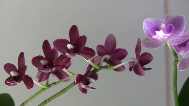 Violet Queen и Dtps. Fuller's Maiden х OX Red Eagle "3385" смотреть онлайн