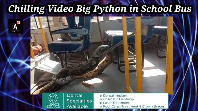 Big Python Found in School Bus, Forest Department Took 1 Hour to Remove Python смотреть онлайн