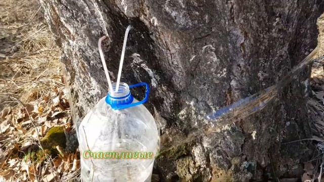 Грибное наследие