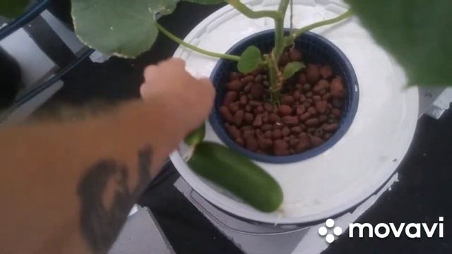 Гидропоника Огурцы Базилик.Они остались Живы😄 смотреть онлайн