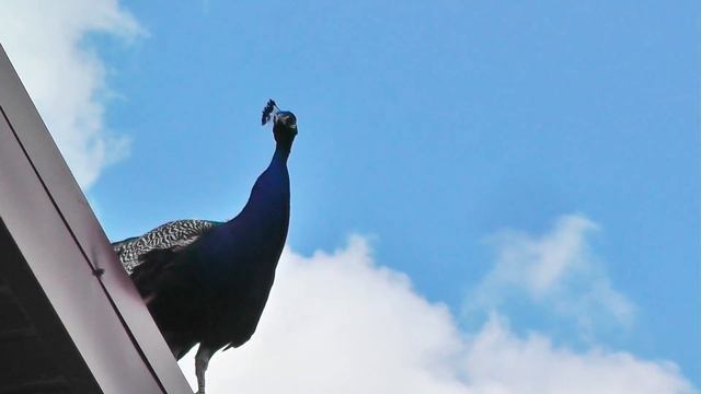 КЛАССНЫЙ ЗООПАРК В БЕРДЯНСКЕ - зоопарк Сафари смотреть онлайн