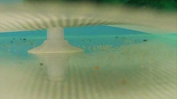 Leopard Danio breeding vid..