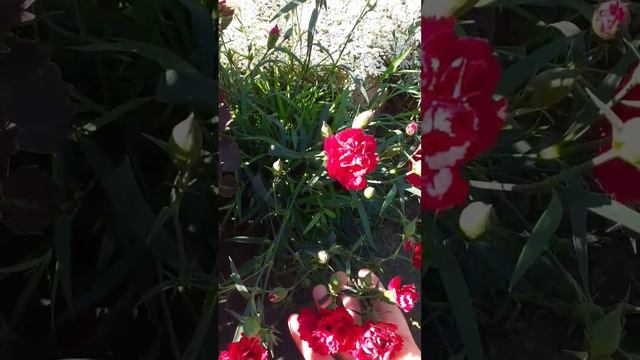 Гвоздика ампельная смотреть онлайн