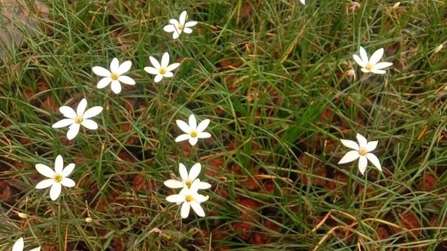Zephyranthes candida, Autumn zephyrlily, White windflower White rain lily Peruvian swamp lily plant смотреть онлайн