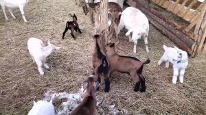 Обезроживать козлят собираемся.