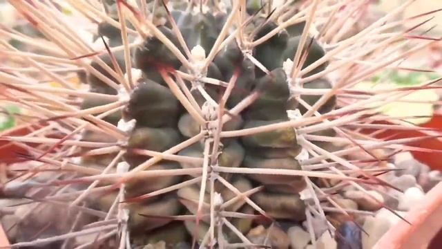 Gymnocalycium schickendantzii смотреть онлайн