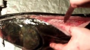 Разделка толстолобика под копчение (филе) carp fillet