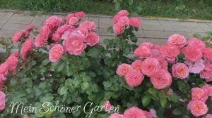 Самые красиво цветущие розы с названиями (Урал, 3 зона)