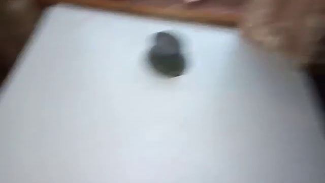 Идём на дачу прятаться от дождя смотреть онлайн