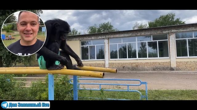 Осиное гнездо или нас не догонят? Реакция шимпанзе Бони на пчёл смотреть онлайн
