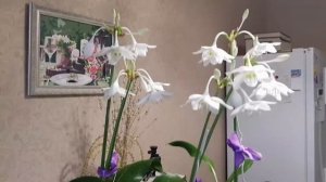 Эухарис. Когда цветет эухарис. Секреты успеха