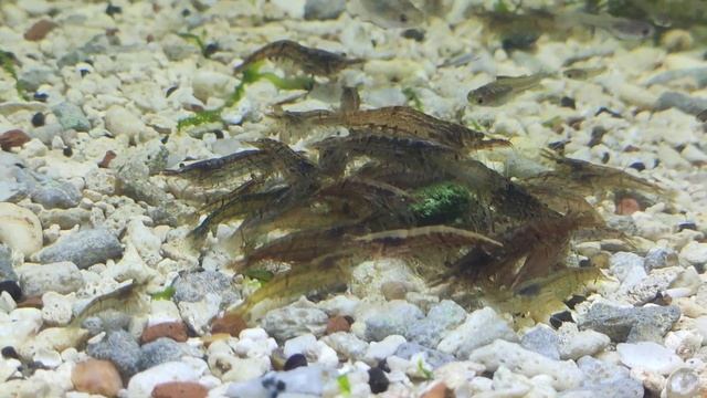 Креветка радужная / Neocaridina palmata / Неокаридина пальмата смотреть онлайн