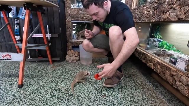ITS FEEDING DAY !!! Will The New Rescues Feed??? (Snake Island Exotics) смотреть онлайн