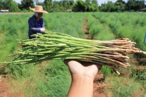 Технология выращивания спаржи   #garden #farm