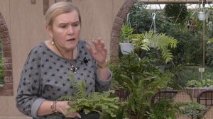 Папоротники.Уход и виды.