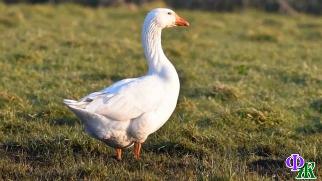 - Ах вы, бандиты! Вот я вас! – кричал сосед, заметив дружную компашку в своём огороде, и однажды… смотреть онлайн