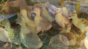 Разведение Холмогорских гусей как бизнес идея | Холмогорские гуси