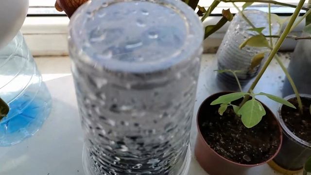 Semintele de mimosa pudica au germinat! смотреть онлайн