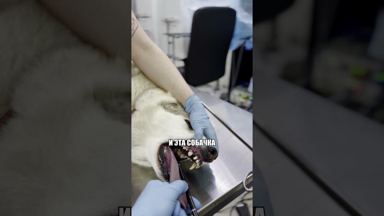 Собака без лапы начала задыхаться... #гастроскопия #инородка #операция #ветеринария #собака смотреть онлайн