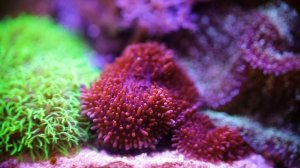 Топ-5 неприхотливых мягких кораллов для морского аквариума