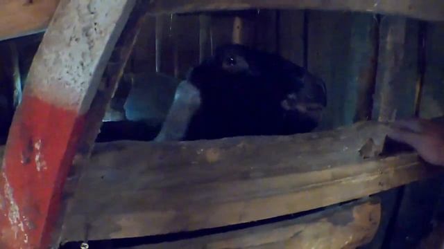 Покупка англо-нубийского козла. смотреть онлайн