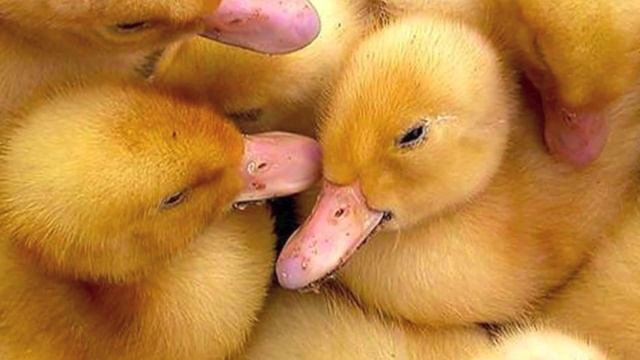 танец утят смотреть онлайн