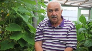 Дачные секреты. Сделаете это – огурцы не пожелтеют и будут плодоносить до осени