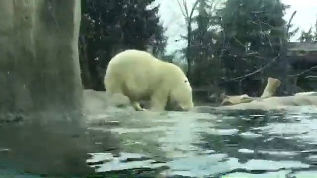 Getting to know Bo and our polar bears￼! | Facebook Live смотреть онлайн