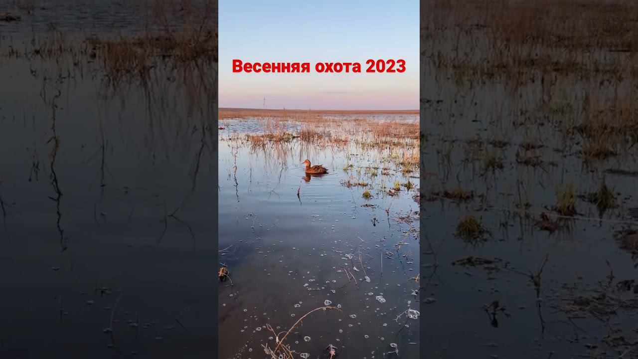 Охота с подсадной в разгаре! #maxhunter #весенняяохота #tritongear #охотанагуся смотреть онлайн