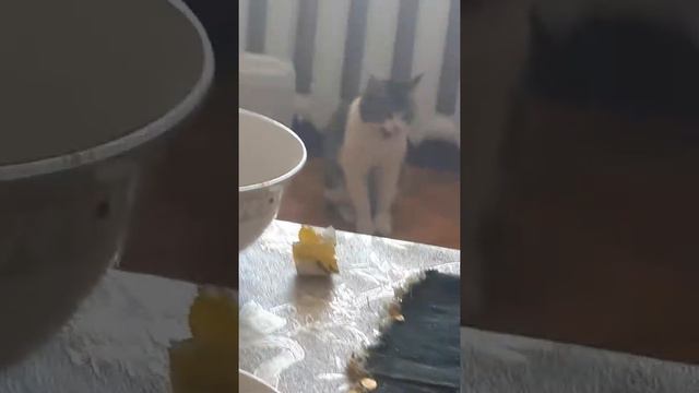 Кот смотреть онлайн