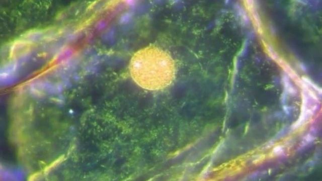 Переменное магнитное поле. Еламед смотреть онлайн